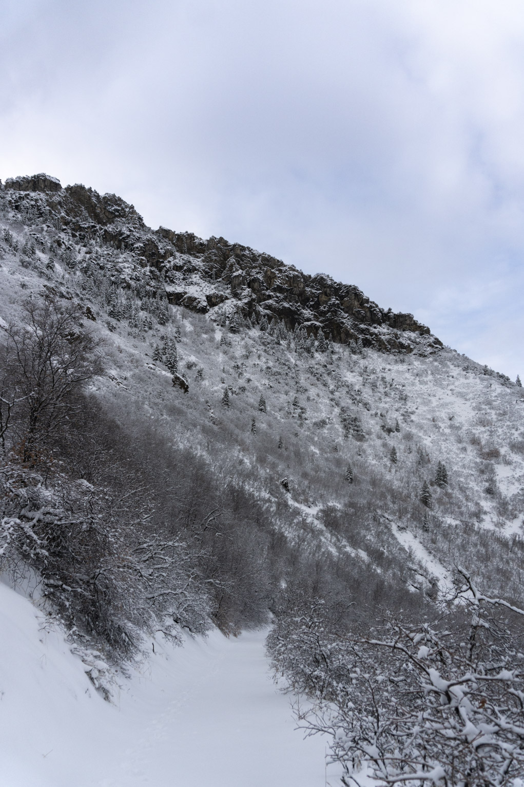 The snowy mountainside of slate with its pine trees and darker rocks contrasting with the snow